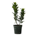 Blooming Chinese Perfume Plant (Aglaia Odorata)